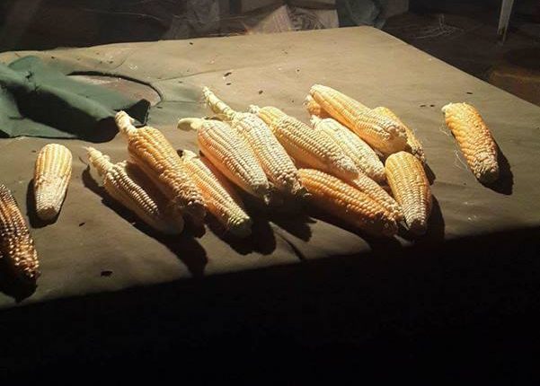 21371284_1408074035907162_5927019067389004102_n