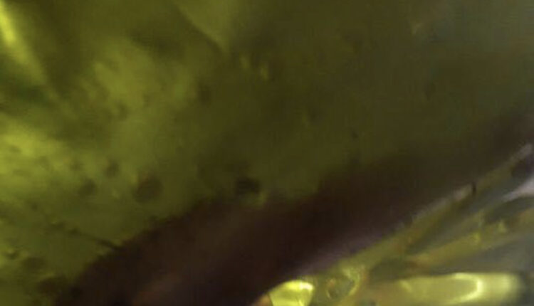 75FDE062-7D59-4AB5-86BA-2E8043BFD098